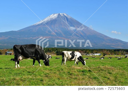 靜岡縣藤宮市朝霧高原的牛和富士山 照片素材 圖片 圖庫
