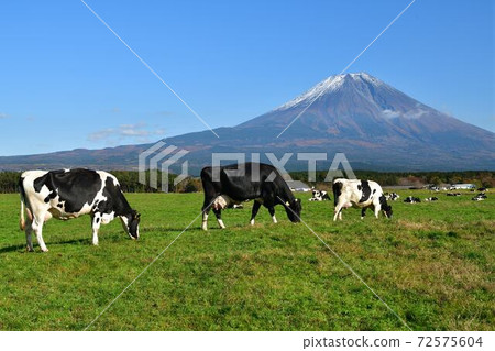 靜岡縣藤宮市朝霧高原的牛和富士山 靜岡縣藤宮市朝霧高原的牛和富士山 72575604