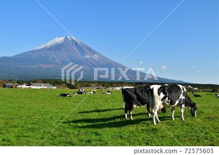 Cows and Mt. Fuji from Asagiri Plateau, Fujinomiya City, Shizuoka Prefecture Cows and Mt. Fuji from Asagiri Plateau, Fujinomiya City, Shizuoka Prefecture 72575605