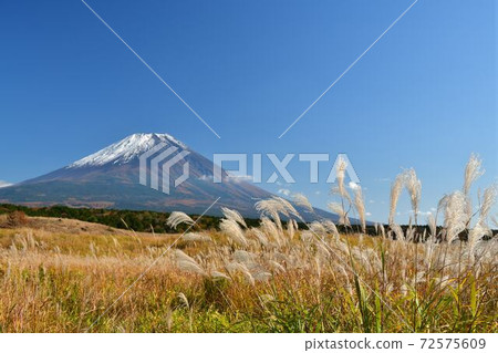 靜岡縣藤宮市朝霧高原的Susuki和富士山 靜岡縣藤宮市朝霧高原的Susuki和富士山 72575609