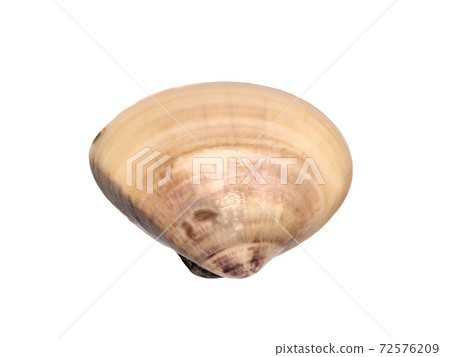 Raw clam 72576209