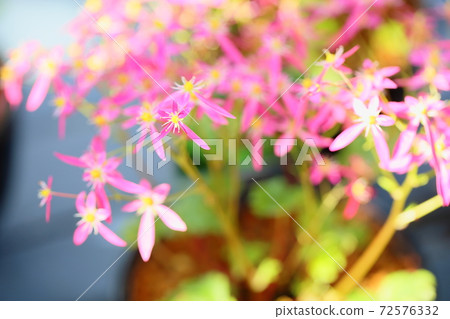 Flower of Dimongeishi Flower of Dimongeishi 72576332