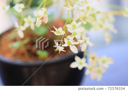 Dimongeishi之花 72576334