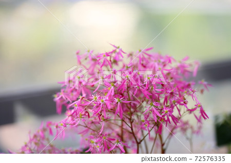 Dimongeishi之花 72576335