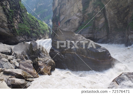  老虎欣金斯 72576471