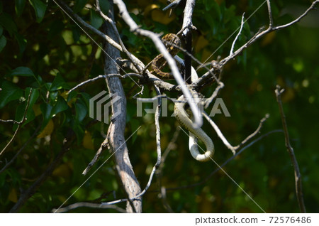 Snake swallowing birds on the tree (Tachikawa Park / Tachikawa City, Tokyo) 72576486