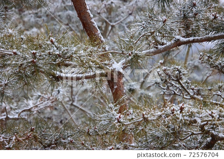 松樹林中的白雪 72576704
