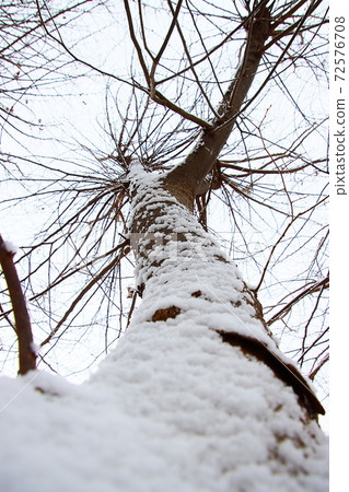 樹上的白雪 72576708