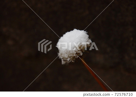 白雪圖像 72576710