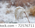 Winter silver grass 72576711
