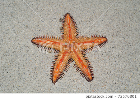 Behind the sea star 72576801