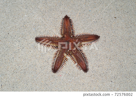 Sea creature sea star 72576802