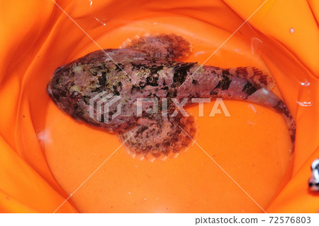 Sea fish sculpin Sea fish sculpin 72576803