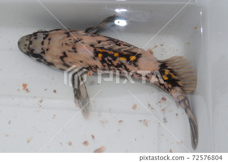 海魚貝高大象 72576804