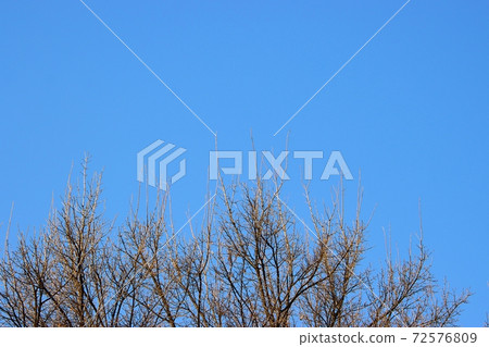 藍藍的天空和樹枝 72576809