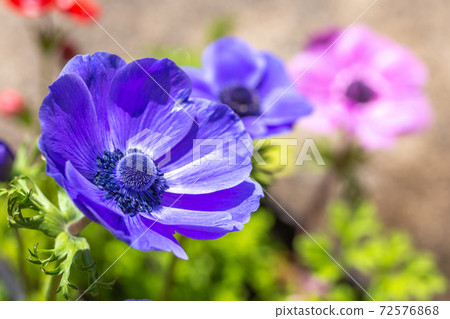 銀蓮花花春天形象 72576868