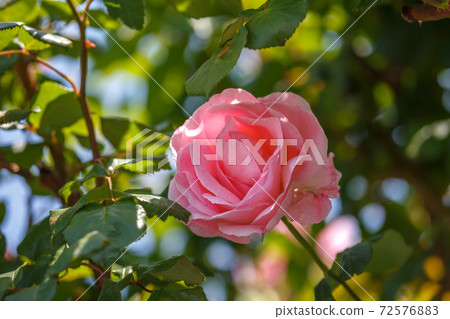 玫瑰 72576883