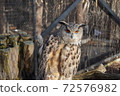 Eagle Owl Asahiyama Zoo 72576982