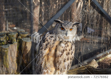 Eagle Owl Asahiyama Zoo Eagle Owl Asahiyama Zoo 72576982