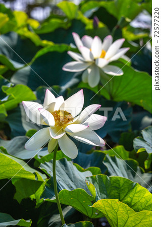 Lotus flower early summer image 72577220