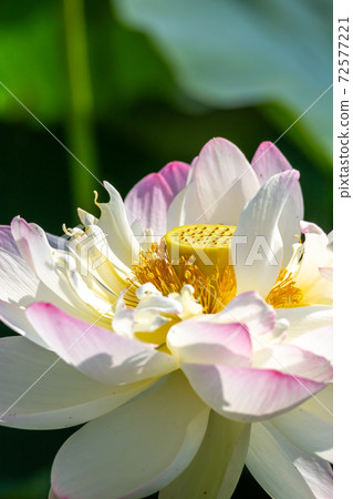 Lotus flower early summer image Lotus flower early summer image 72577221