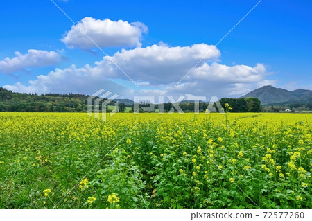 Rape blossoms in full bloom in the blue sky background seen in Hokkaido in late autumn 72577260