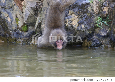 A child of a Japanese macaque is about to enter a pond along a rock. Sideways line of sight 72577303