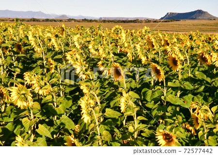 A sunflower field I saw when renting a car on the road from the Kingdom of Lesotho to Bloomfontein, South Africa A sunflower field I saw when renting a car on the road from the Kingdom of Lesotho to Bloomfontein, South Africa 72577442