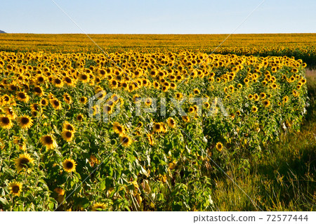 A sunflower field I saw when renting a car on the road from the Kingdom of Lesotho to Bloomfontein, South Africa A sunflower field I saw when renting a car on the road from the Kingdom of Lesotho to Bloomfontein, South Africa 72577444