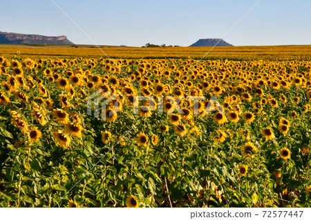 我租了一條從萊索托王國到南非布盧姆方丹的路時看到的向日葵田 我租了一條從萊索托王國到南非布盧姆方丹的路時看到的向日葵田 72577447