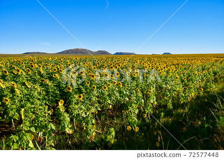 A sunflower field I saw when renting a car on the road from the Kingdom of Lesotho to Bloomfontein, South Africa 72577448