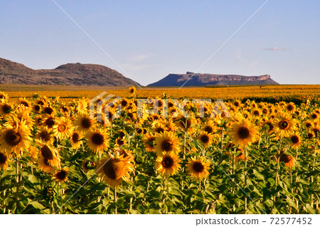 A sunflower field I saw when renting a car on the road from the Kingdom of Lesotho to Bloomfontein, South Africa A sunflower field I saw when renting a car on the road from the Kingdom of Lesotho to Bloomfontein, South Africa 72577452