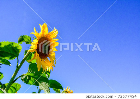A sunflower field I saw when renting a car on the road from the Kingdom of Lesotho to Bloomfontein, South Africa 72577454