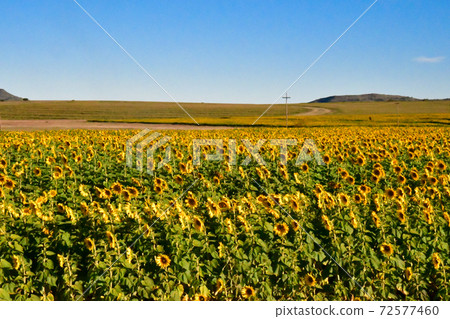 A sunflower field I saw when renting a car on the road from the Kingdom of Lesotho to Bloomfontein, South Africa 72577460