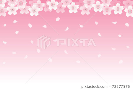 櫻花背景插圖，花瓣，櫻花，春天插圖素材 72577576