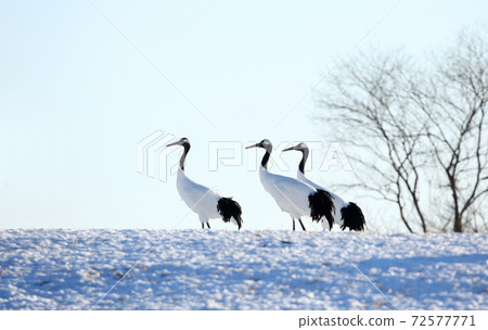 Red-crowned crane in winter Red-crowned crane in winter 72577771