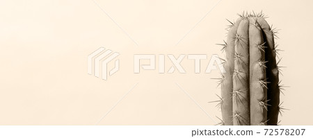 Cactus toned trendy beige color, ivory. Art Gallery Fashion Design. Minimal Stillife. Concept, copy space, summer vacation holiday minimal creative idea, banner, flyer, sale discount, depilation 72578207