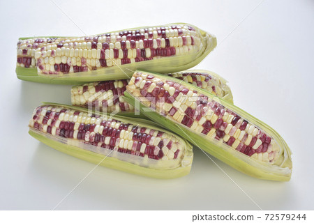 彩色玉米,玉米,食物,農業,農作物 彩色玉米,玉米,食物,農業,農作物 72579244