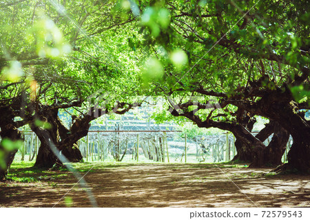 The sun shining through a majestic green tree, a summer. background green tree The sun shining through a majestic green tree, a summer. background green tree 72579543