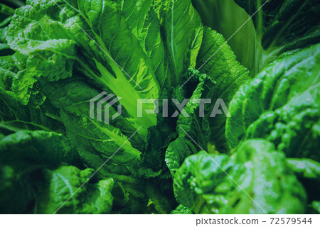 The green mustard leaves. fresh lettuce leaves, Non-toxic green vegetables The green mustard leaves. fresh lettuce leaves, Non-toxic green vegetables 72579544