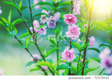 Beautiful Sakura flowers blooming in the morning. Beautiful Sakura flowers blooming in the morning. 72579545