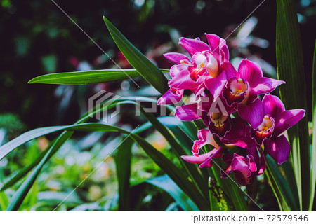 Cymbidium orchid pink flower in garden at winter at Chiangmai, Postcard design Cymbidium orchid Cymbidium orchid pink flower in garden at winter at Chiangmai, Postcard design Cymbidium orchid 72579546