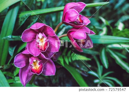 Cymbidium orchid pink flower in garden at winter at Chiangmai, Postcard design Cymbidium orchid Cymbidium orchid pink flower in garden at winter at Chiangmai, Postcard design Cymbidium orchid 72579547