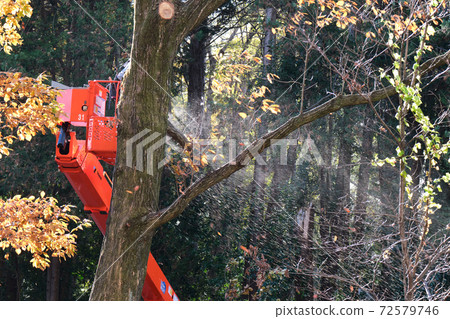 Autumn-colored park Pruning trees using a crane Scattered wood powder 72579746