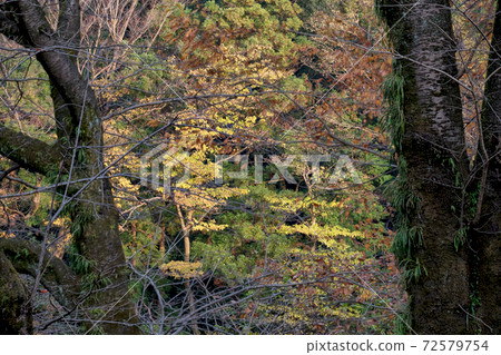 在森林裡的秋天大和市泉之森的黃色樹木閃耀著枯樹 在森林裡的秋天大和市泉之森的黃色樹木閃耀著枯樹 72579754