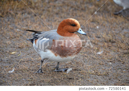 Duck Duck 72580141