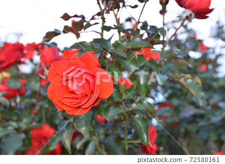 A red rose 72580161