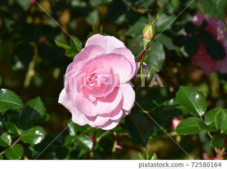 Rose of pink 72580164