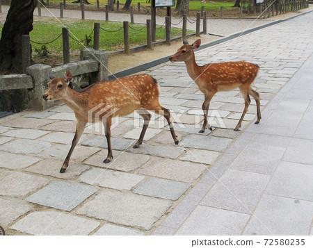 奈良公園的鹿 72580235