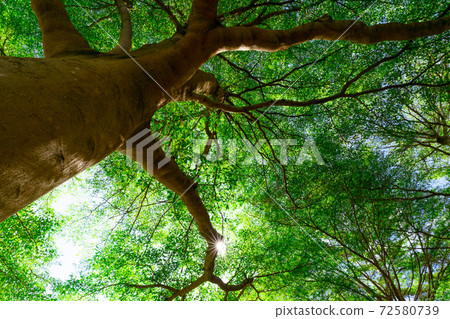 Bottom view of tree trunk to green leaves of big tree in tropical forest with sunlight. Fresh environment in park. Green plant give oxygen for healthy breath in garden. Forest tree with small leaves. 72580739